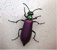 Adult Nuttall’s blister beetle, Lytta nuttalli.