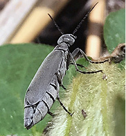 Gray blister beetle.