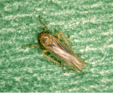 Aster leafhopper, Macrosteles quadrilineatus.