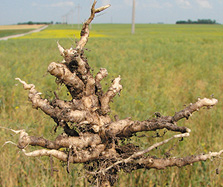 Clubroot.