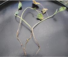 Rhizoctonia root rot on young plant.