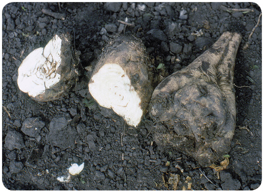 26. Sugar beet roots at harvest from triflusulfuron + thifensulfuron + tribenuron (Harmony Extra) treated plants. Root have brown rings and abnormal shapes.
