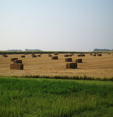 Figure 17. Wheat residue baled for livestock feed. 