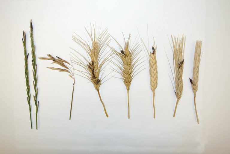 Figure 1. Ergot has several grass host species, including (left to right) quackgrass, bromegrass, winter wheat, spring wheat, durum, six-row barley and two-row barley. 