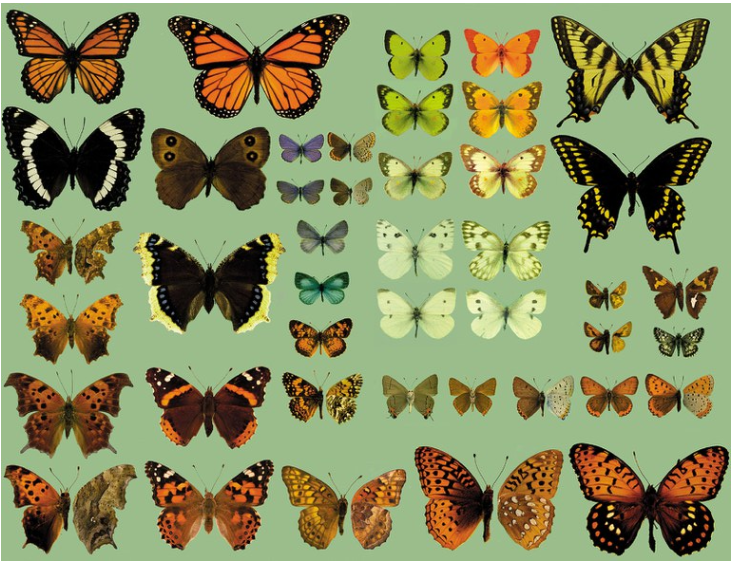 Figure 14. Color Plate of butterflies of North Dakota. 