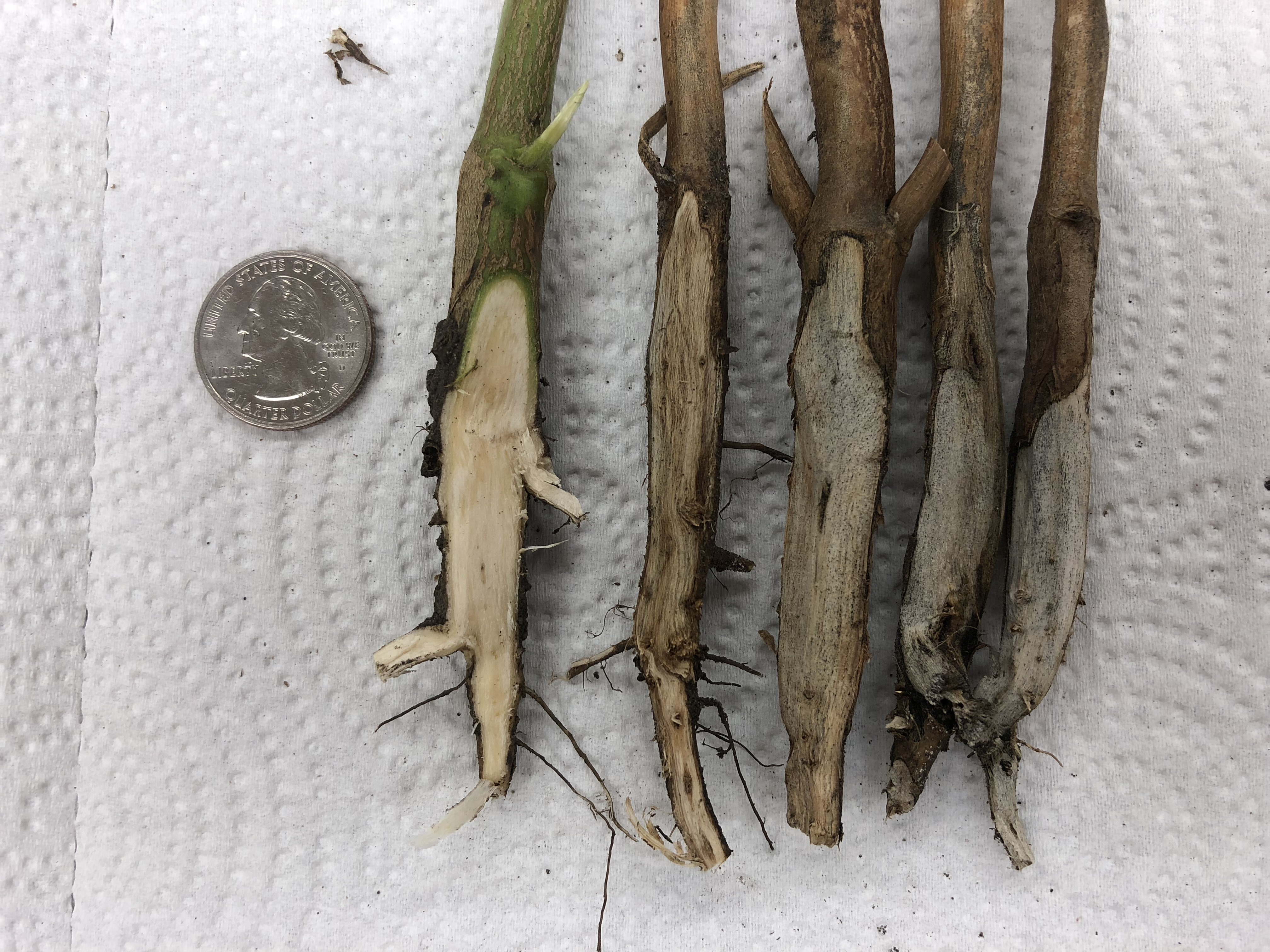 Five soybean stems with the outer tissue shave away. The inside of one of the stems is light in color. The other four are gray to black. A silver U.S. quarter is included in the photo for scale.