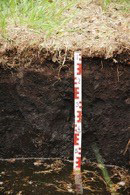 Figure 1. A Histosol soil. 