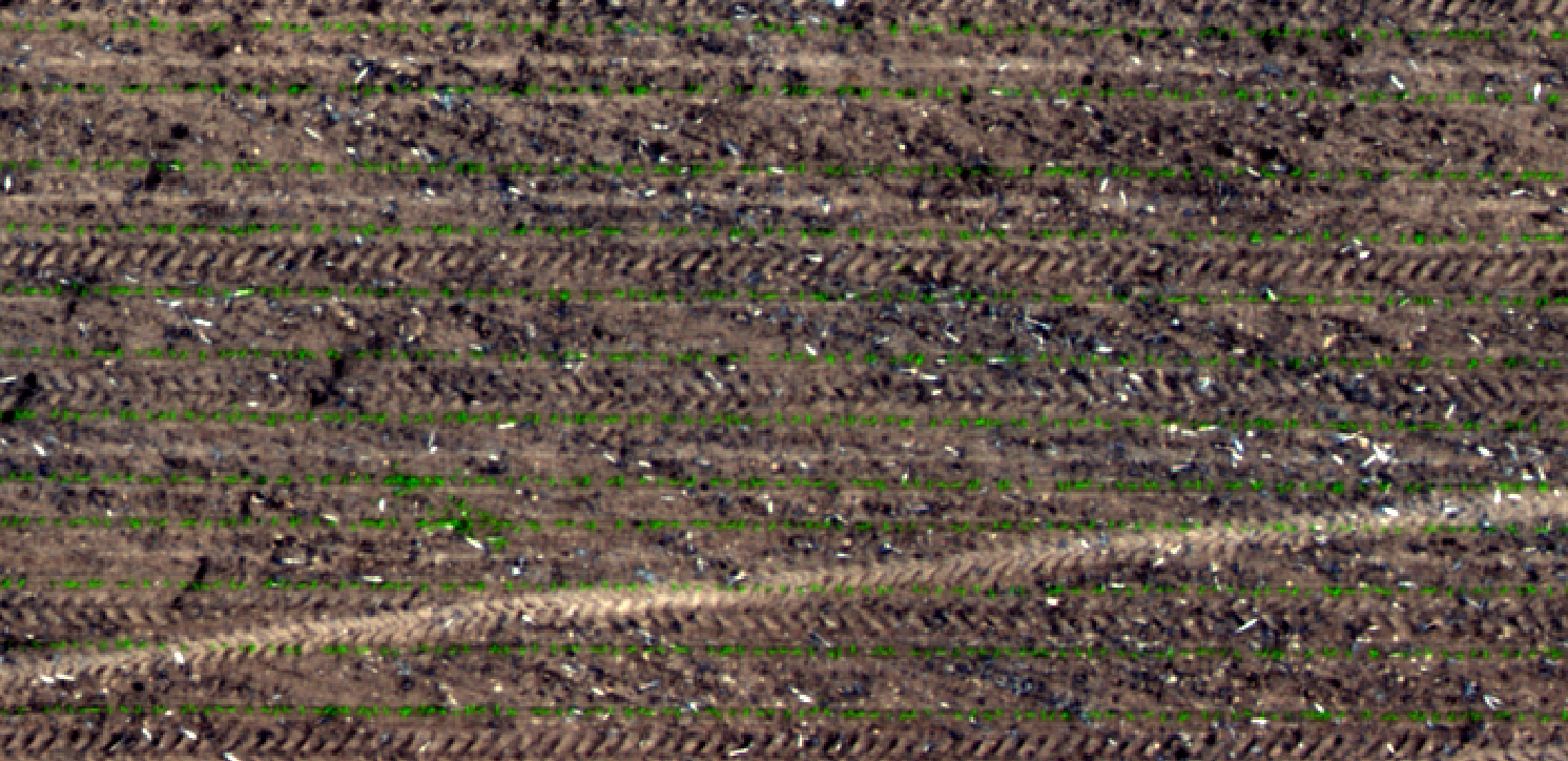 True color composite showing emergence of corn. In this case, Red is assigned to the red color gun, Green to the green color gun, and Blue to the blue color gun. Just left of center and down is an area with weeds encroaching, making individual plant identification difficult.