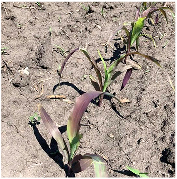 Figure 12. Significant phosphorus deficiency symptoms expressed in young corn plants that were grown following sugarbeets. This phenomenon is referred to as the fallow syndrome.