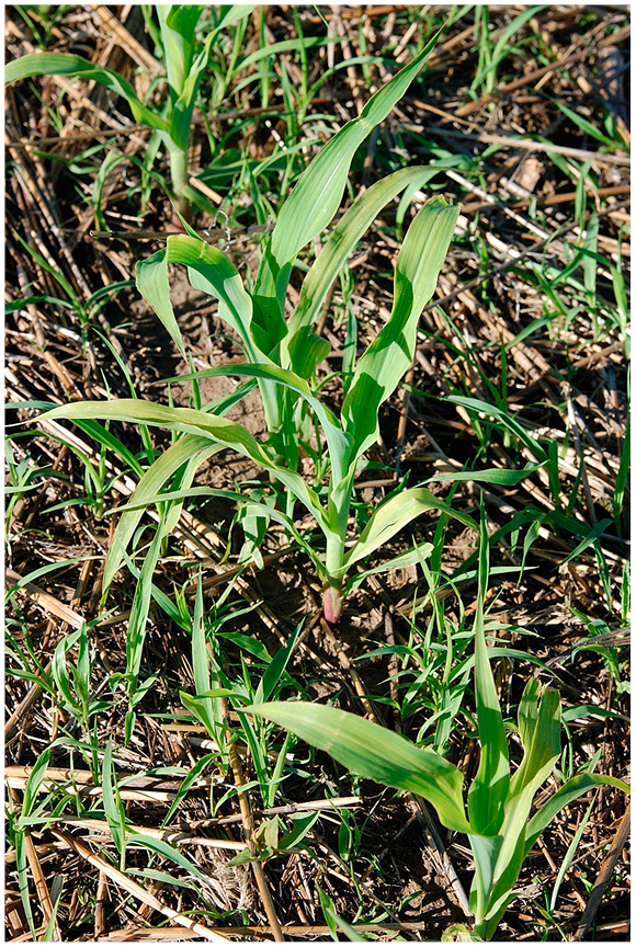 Figure 17. Sulfur deficiency symptoms on corn. Note upper leaves are most affected, with yellowing and striped appearance.