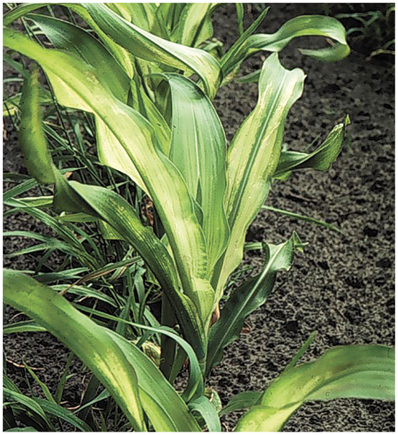 Figure 18. Zinc deficiency symptoms in corn. 