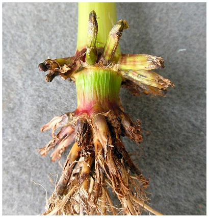 Figure 22. Root injury by corn rootworm.