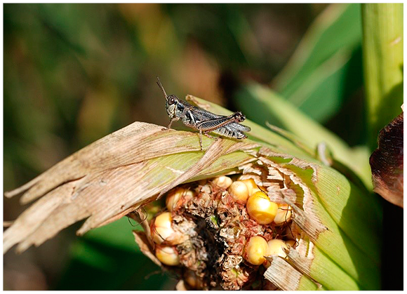 Figure 27. Red-legged grasshopper (adult) on corn ears.