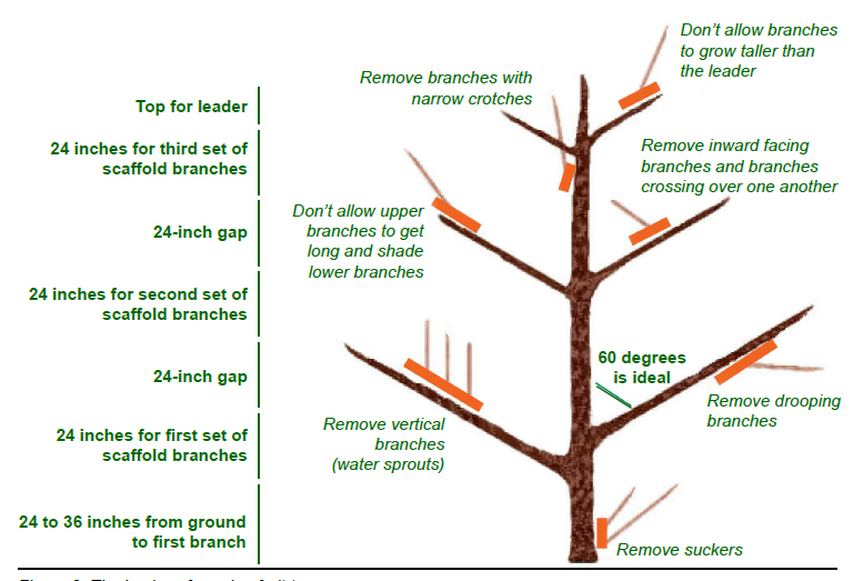 Figure 3. The basics of pruning fruit trees.