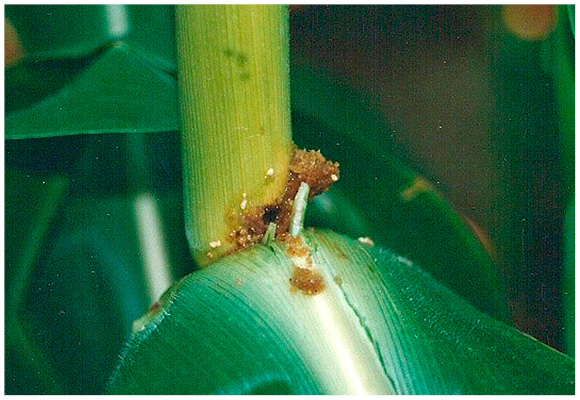 Figure 32. Entry hole into corn stalk by European corn borer larva.