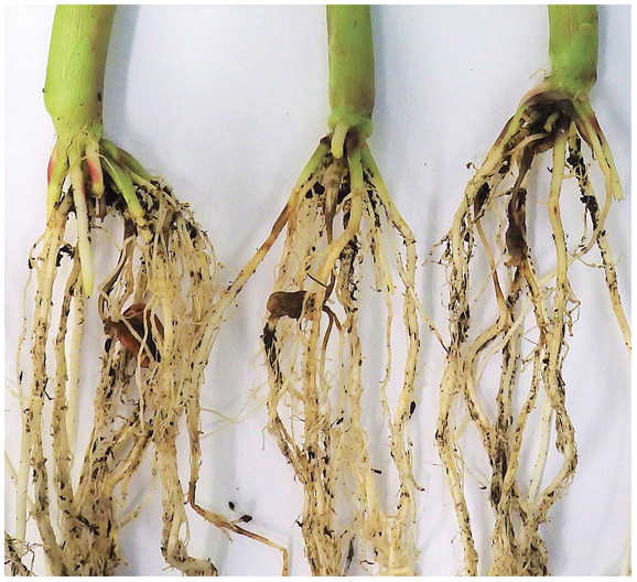Figure 36. Corn seedlings (V6-V8 stage) with root discolorations caused by Fusarium.