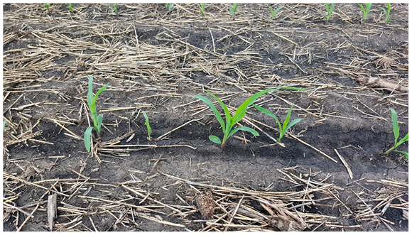Figure 4. Variability in emergence timing and plant-to-plant spacing observed in 2018.