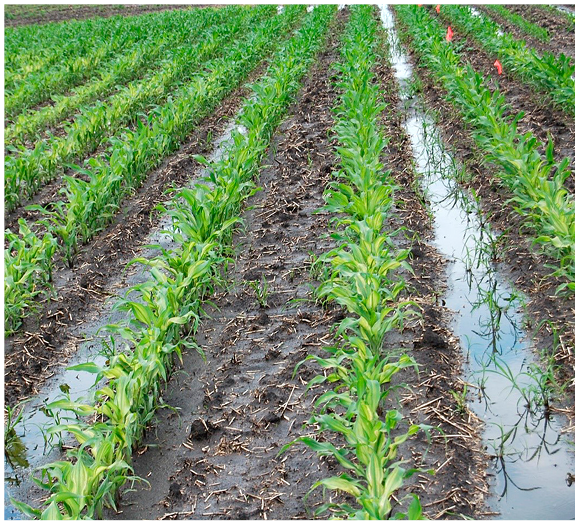 Figure 6. Yellowing in corn associated with waterlogged conditions early in the growing season. 