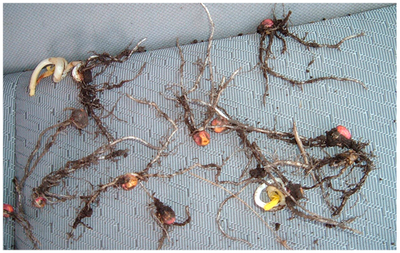 Figure 7. Corkscrewing of coleoptiles, seeds without shoot development and leaves emerging from the side of coleoptiles before emergence due to chilling injury soon after planting.
