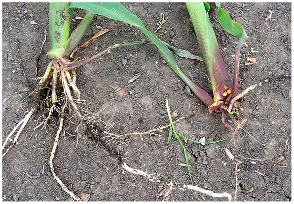 Figure 8. Corn with normal nodal root development on the left and corn with limited nodal root development due to dry soil conditions around the crown at the time of normal nodal root development on the right.