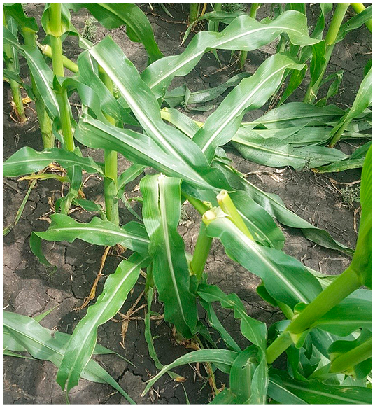 Figure 9. Green snap in corn approaching the tasseling stage.