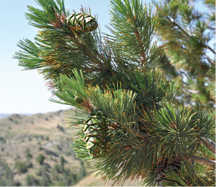 Limber Pine (Pinus flexilis)