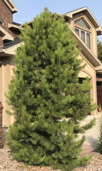 Lodgepole Pine (Pinus contorta)