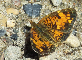 Northern pearl cresent (Phyciodes cocyte). 