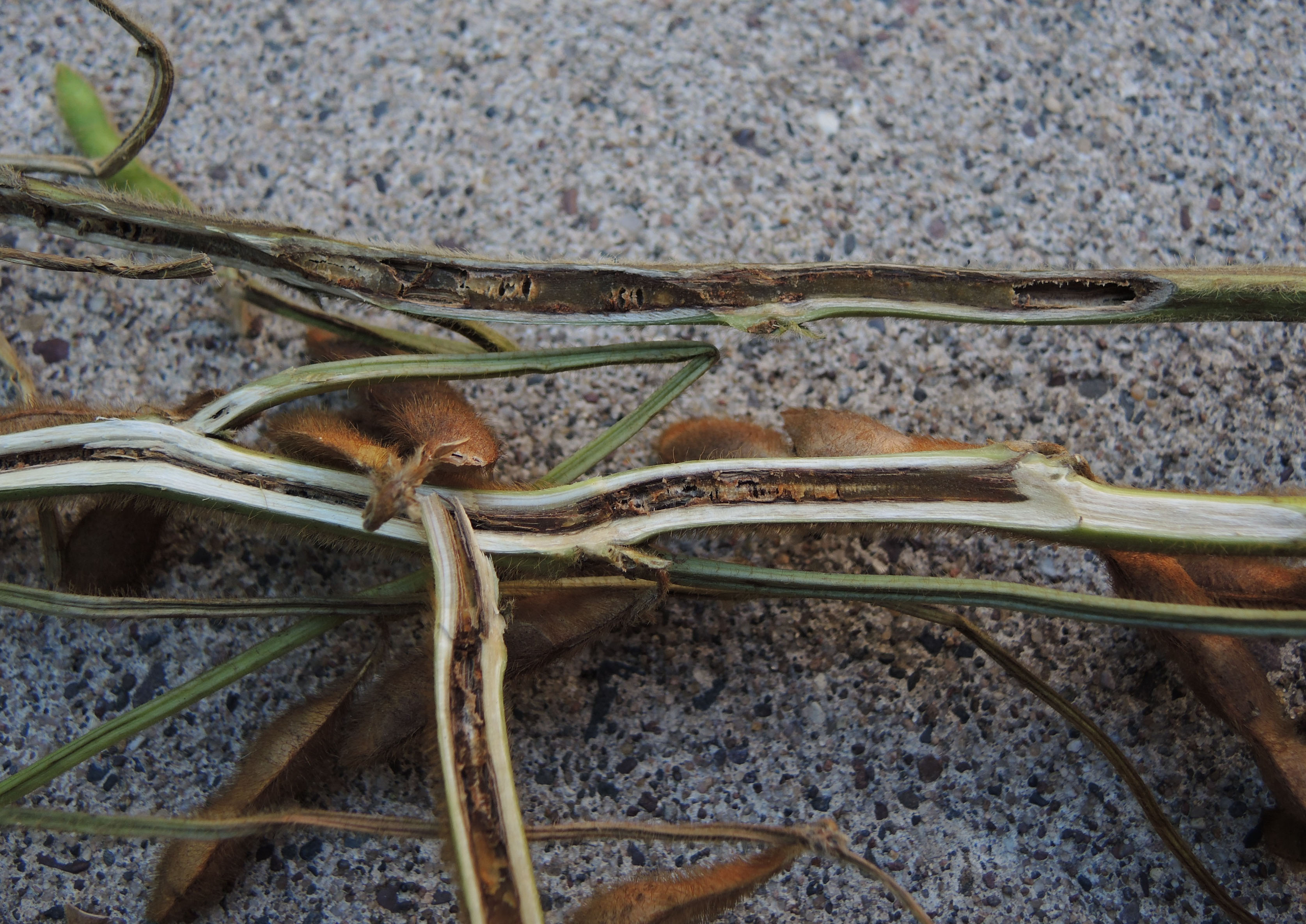 A close-up view of the inside of a soybean plant stem that is brown and dry at its center.