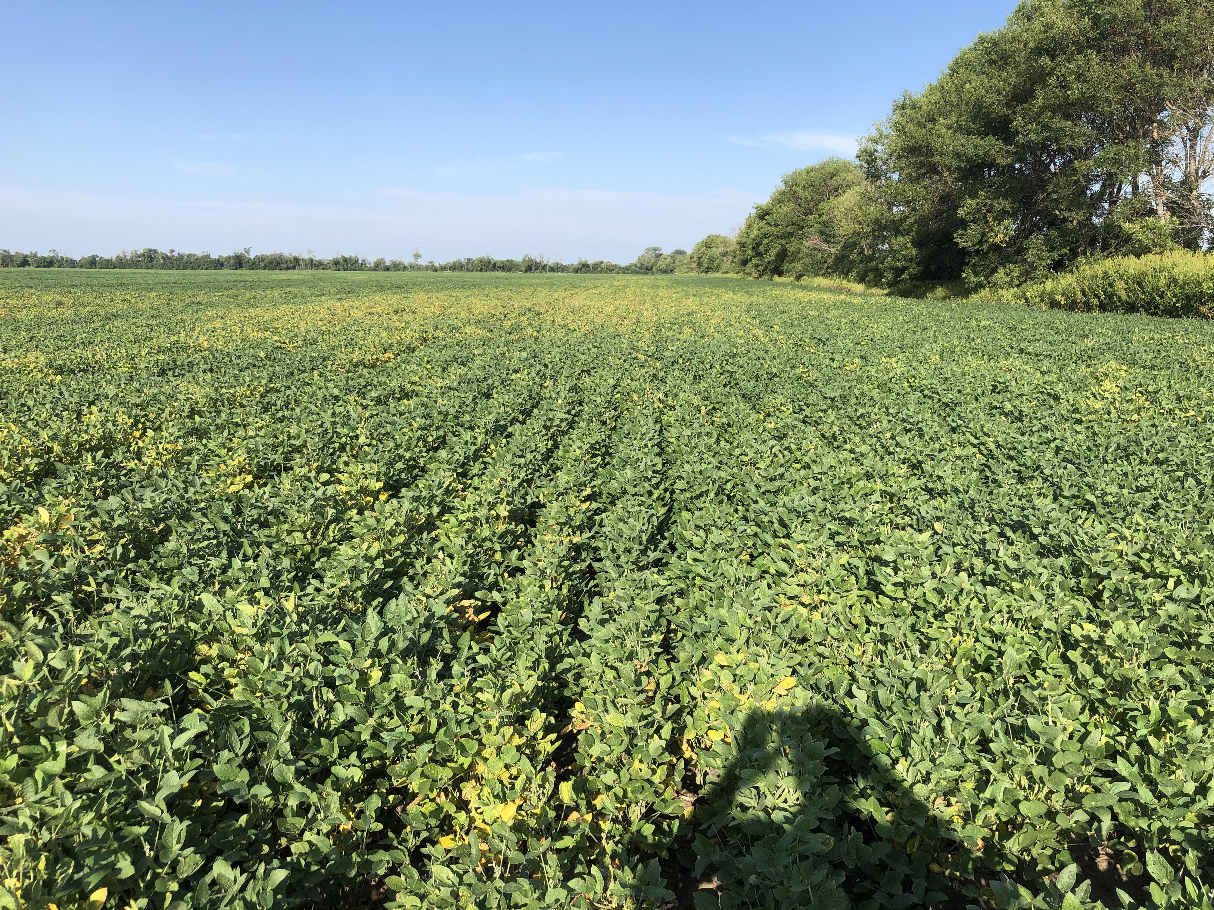 A soybean field with many areas where the plants have yellowing leaves.