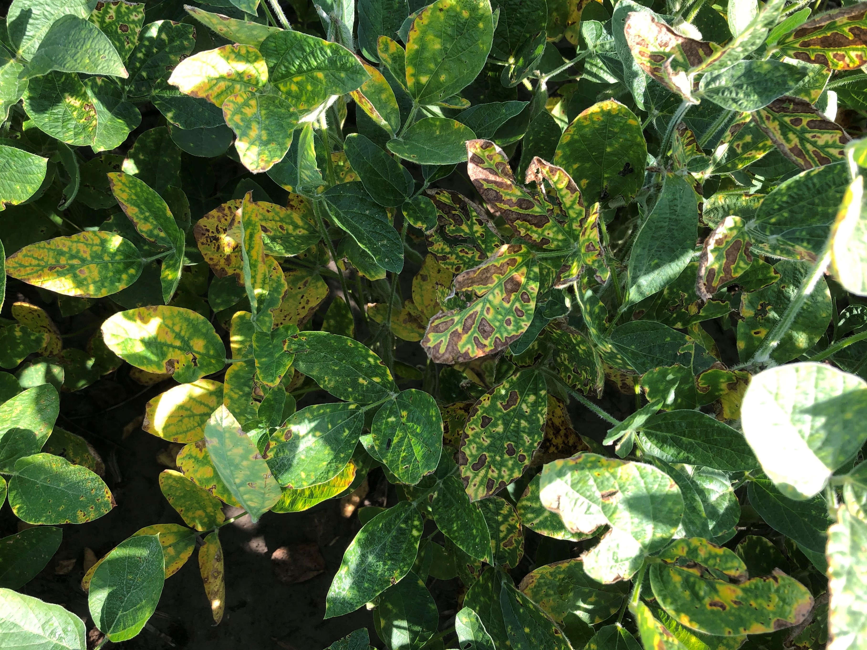 A closeup view of soybean leaves many of which have yellow spots and some that have brown spots as well.