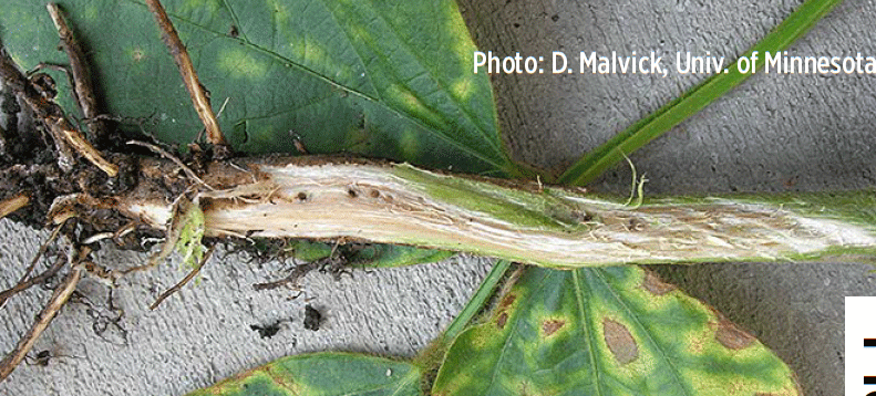 Closeup view of a soybean plant stem that has tanning and browning.