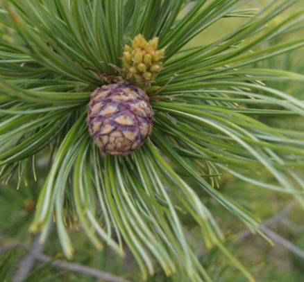 Swiss Stone Pine (Pinus cembra)