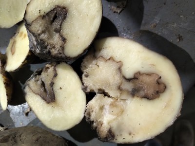 Blackleg of potato seed tubers.