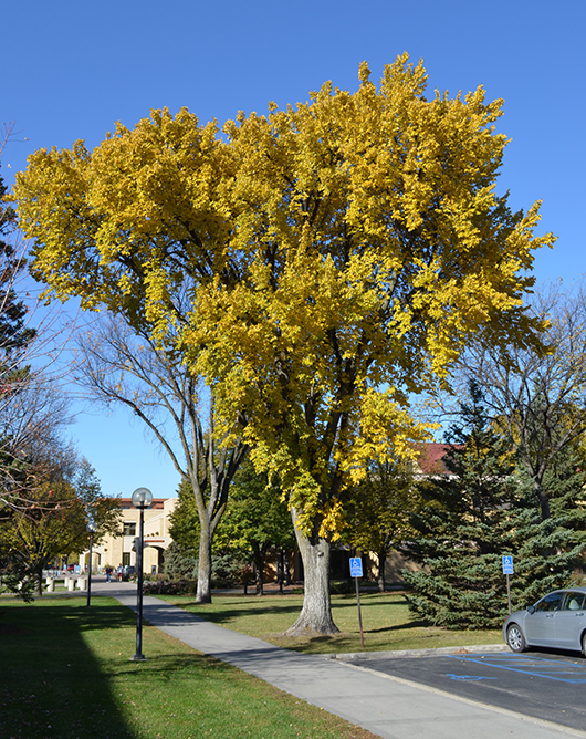 Elm tree with yellow leaves