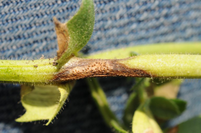 Photo 5. Brown Ascochyta blight stem lesions with dark brown border and small dark pycnidia. 