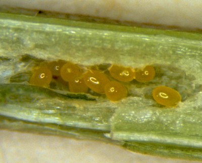 Figure 2. Alfalfa weevil eggs