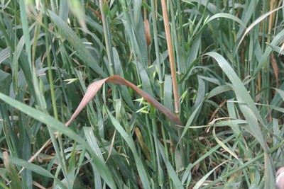 Figure 3. Symptoms of barley yellow dwarf. (A) Reddening of leaf tip. (B) Yellowing of leaf tips and stunting of plants. 