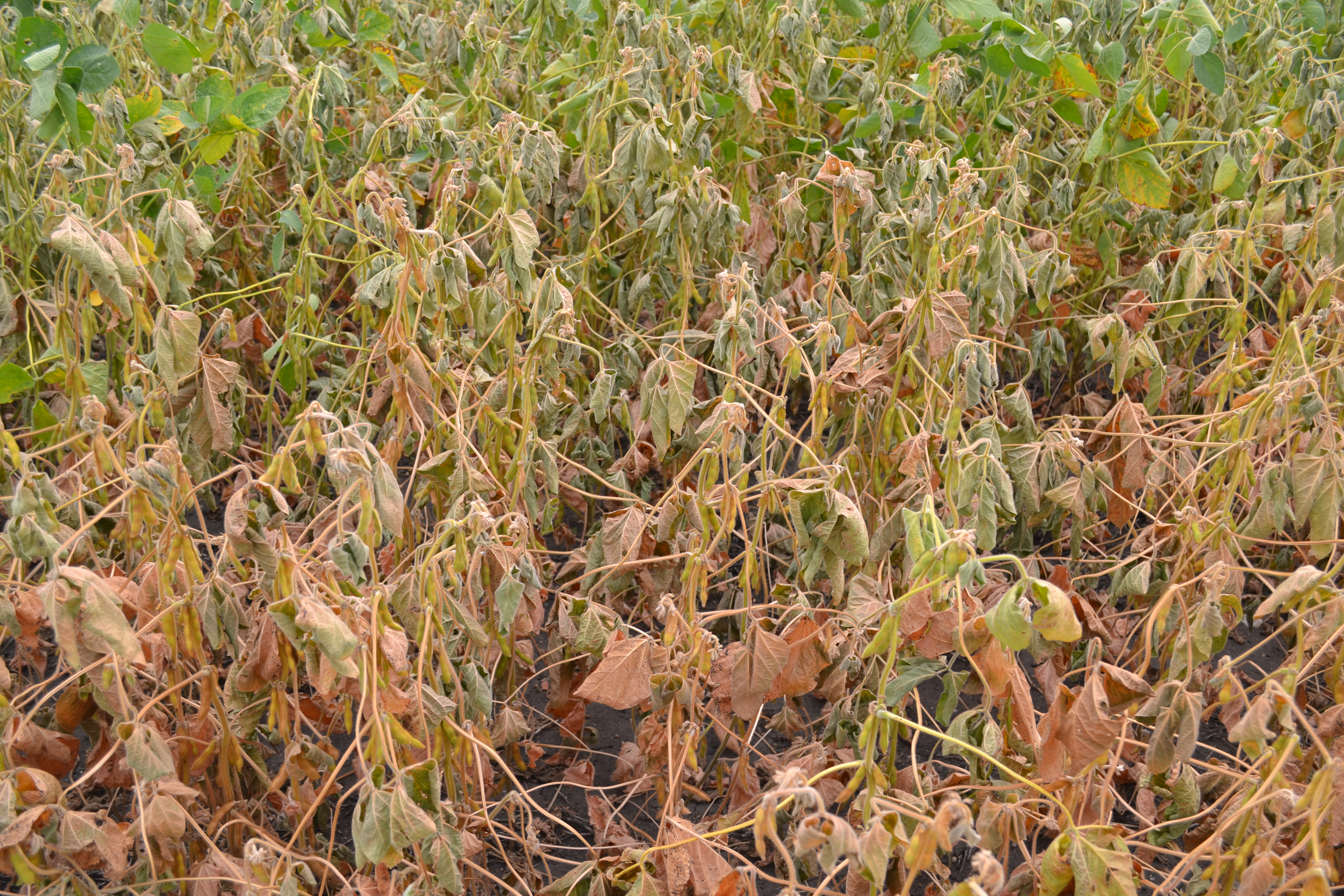Soybean plants with wilted leaves many have turned tan or brown.
