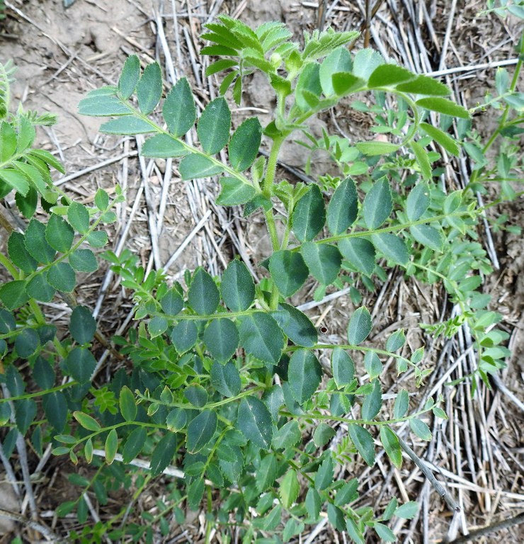 Photo 1. Chickpea with compound leaf. 