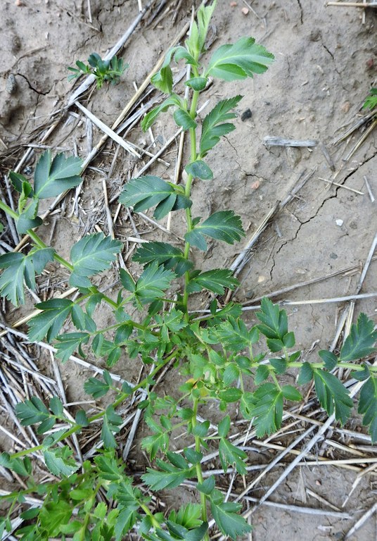 Photo 2. Chickpea with simple leaf.