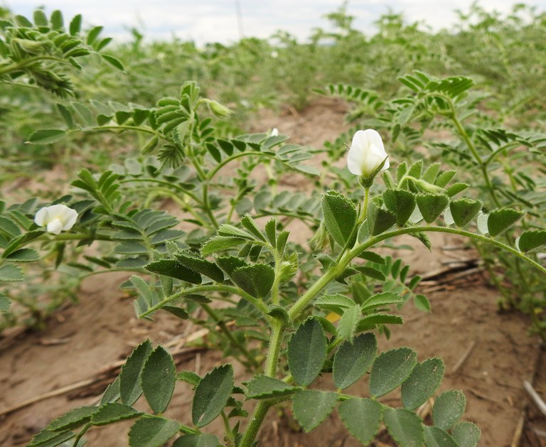 Chickpeas