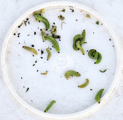 Figure 9. Alfalfa weevil larvae collected during 30-stem sampling method using a white bucket
