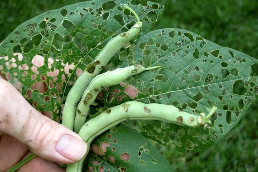 A person hold three long green bean pods and two green leaves. The beans are marked with brown spots. The leaves have many holes in them. 