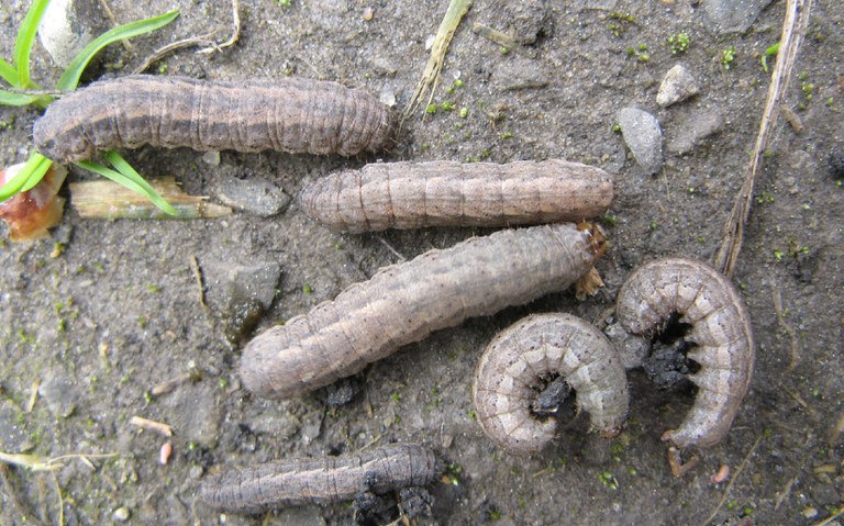 Photo 8. Dingy cutworm larva.