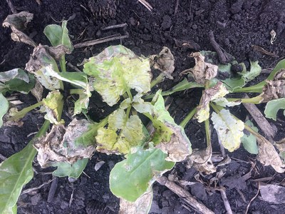 Herbicide damaged sugar beets