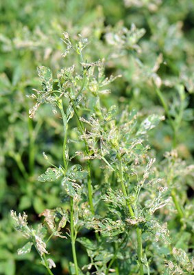 Figure 8. Close-up of alfalfa weevil defoliation
