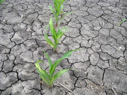 Figure 12. Corn growing in crusted soil. 