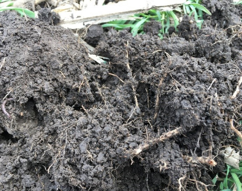 Figure 13. A well-aggregated soil provides many micro-habitats for soil microbes.