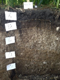 Figure 3. A Mollisol soil near Forman, N.D. 